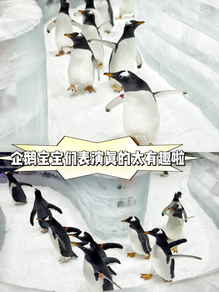 上海 旅遊 滑雪